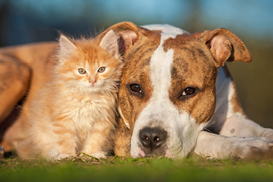 dog with kitten
